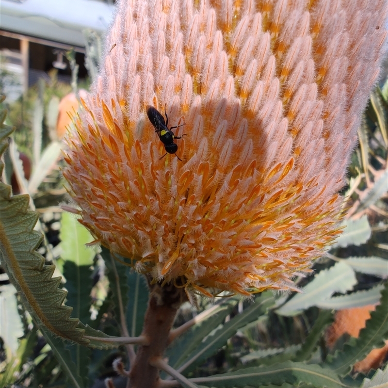 Meroglossa species