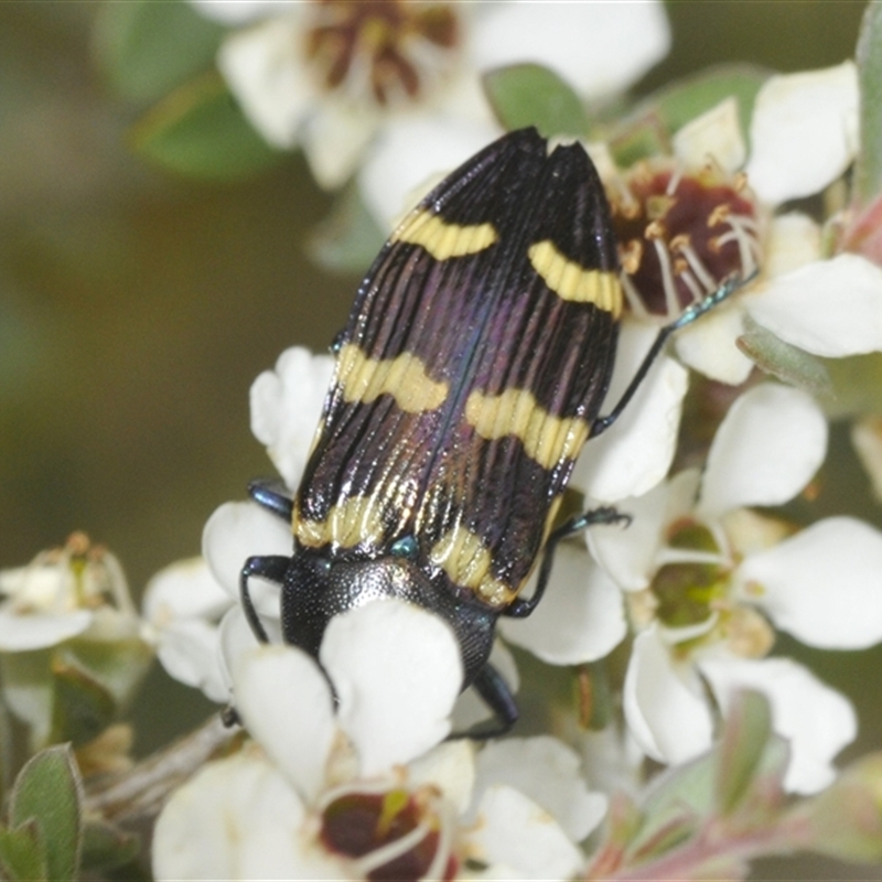 Castiarina rectifasciata