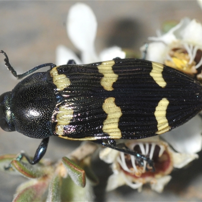 Castiarina rectifasciata