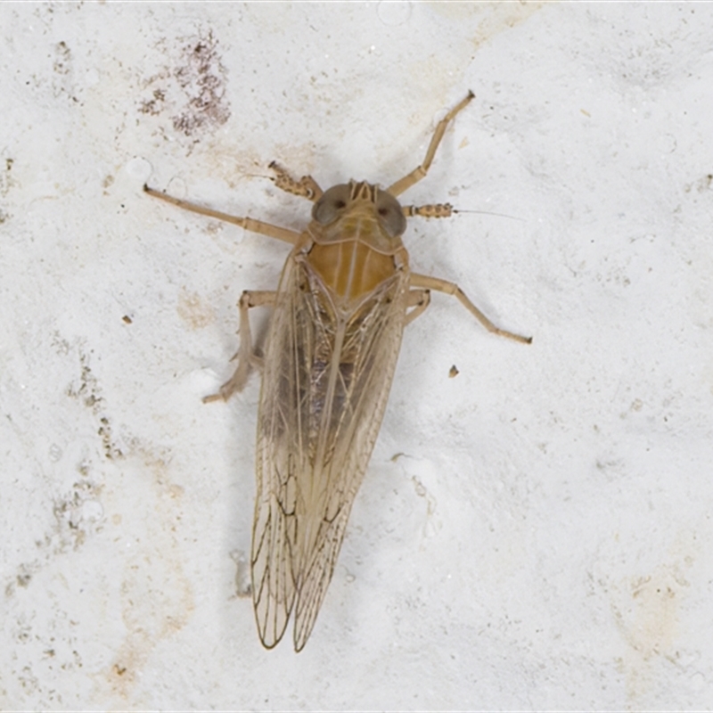 Delphacidae (family)