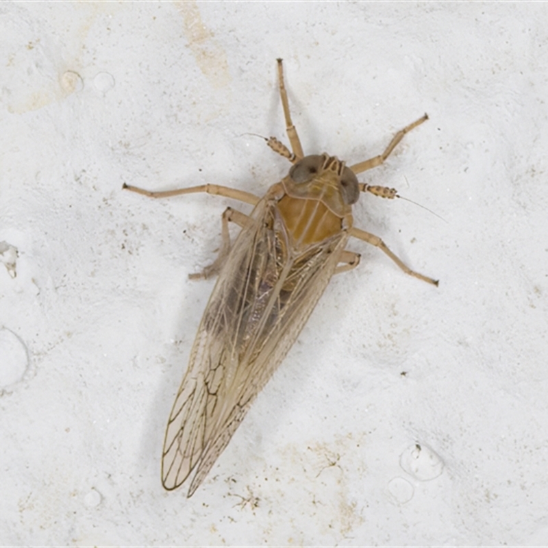 Delphacidae (family)