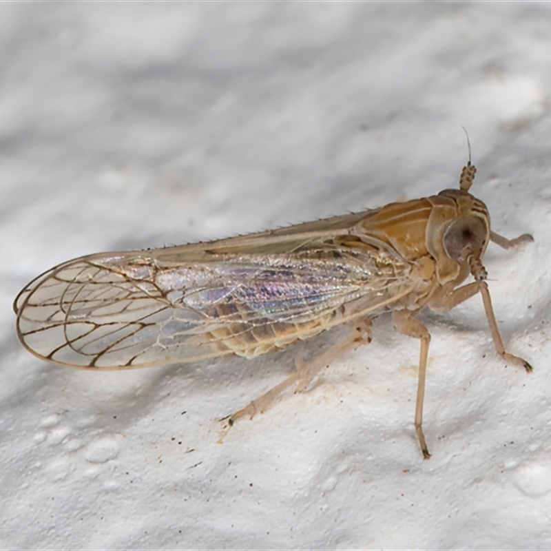 Delphacidae (family)