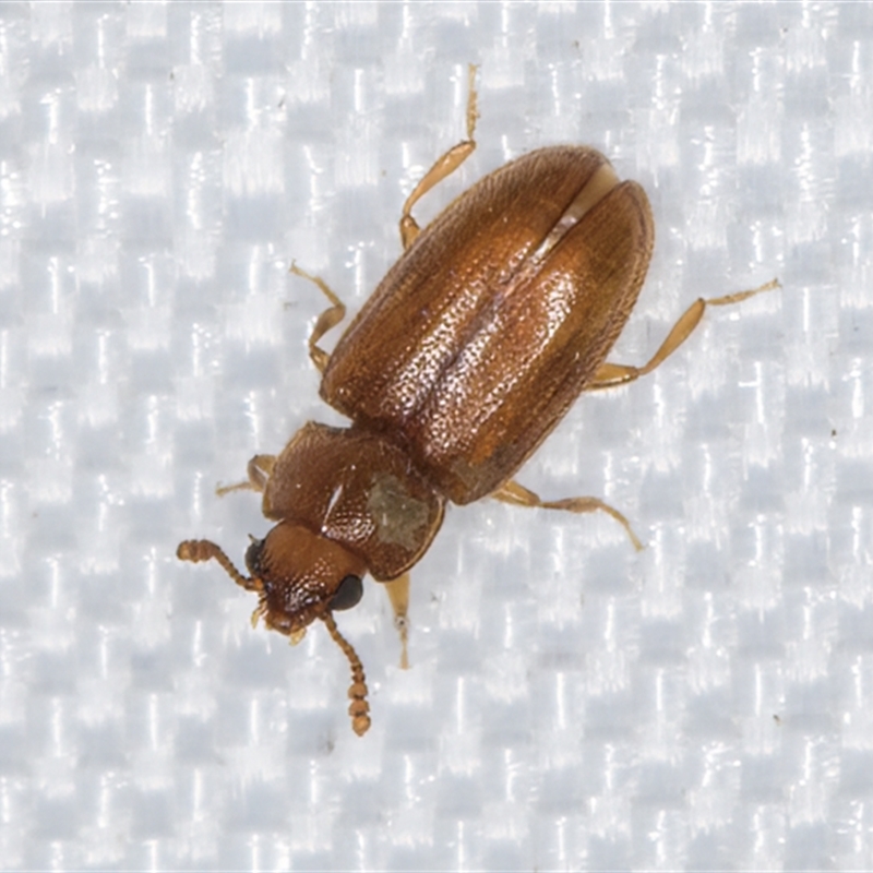 Cryptophilus (genus)