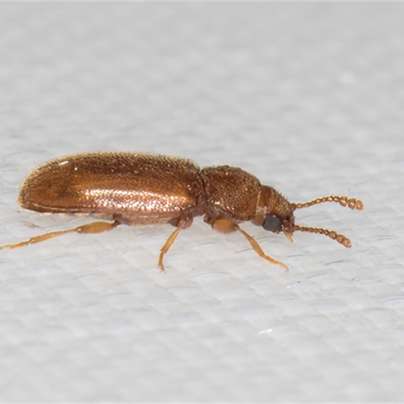 Cryptophilus (genus)