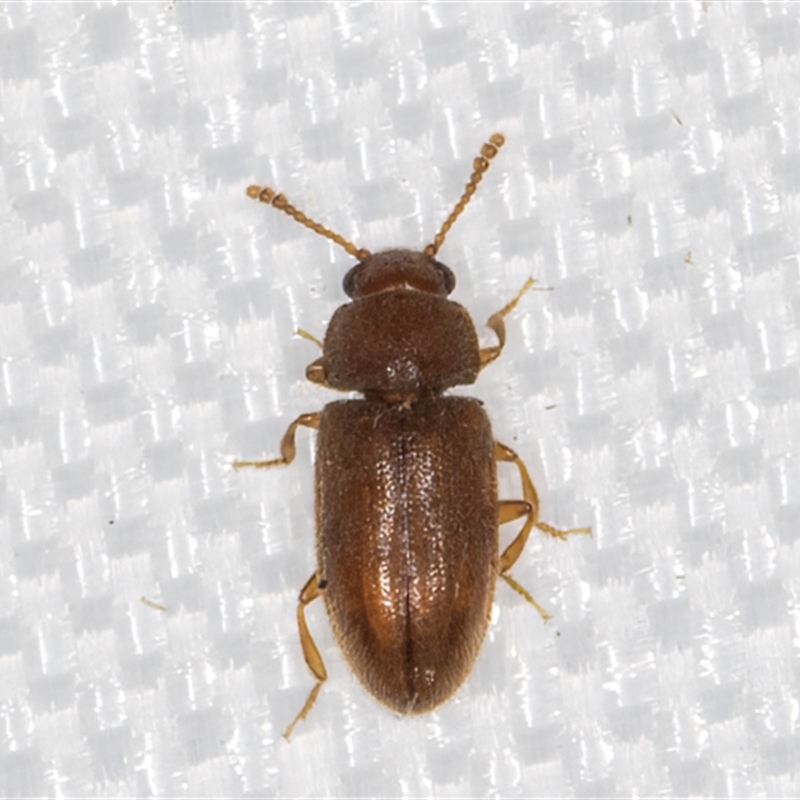 Cryptophilus (genus)