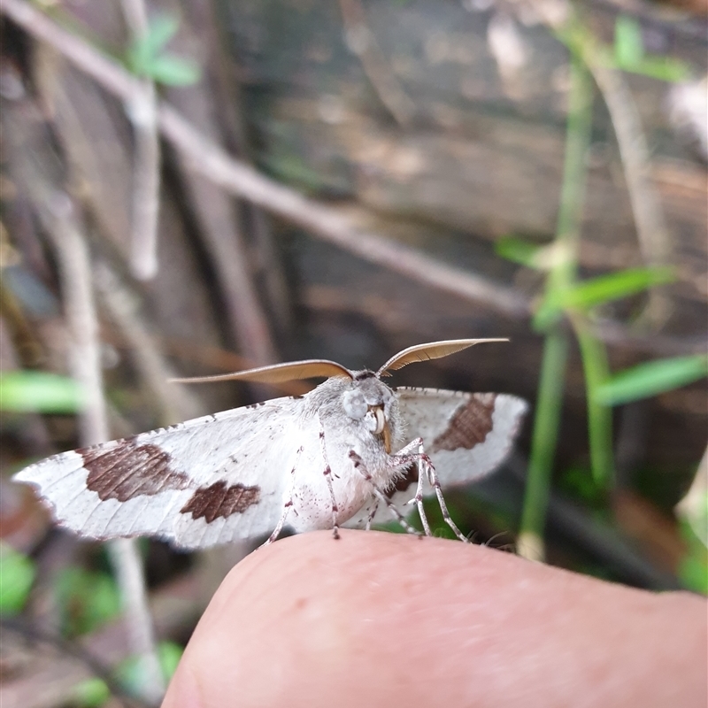 Oenochroma privata