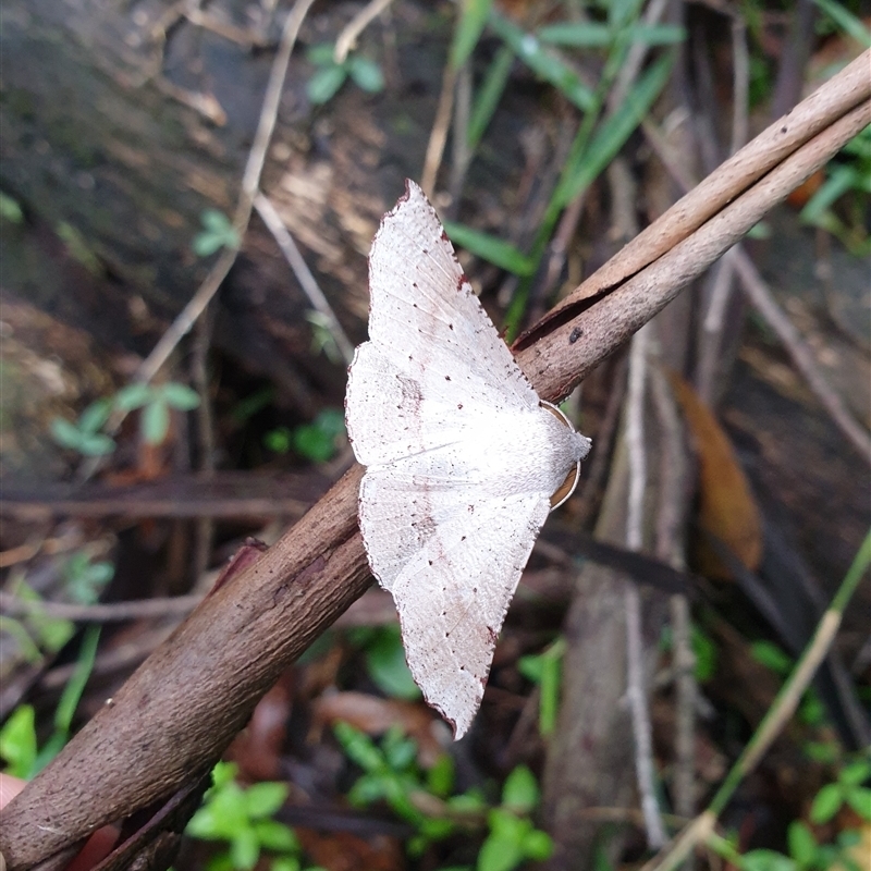 Oenochroma privata