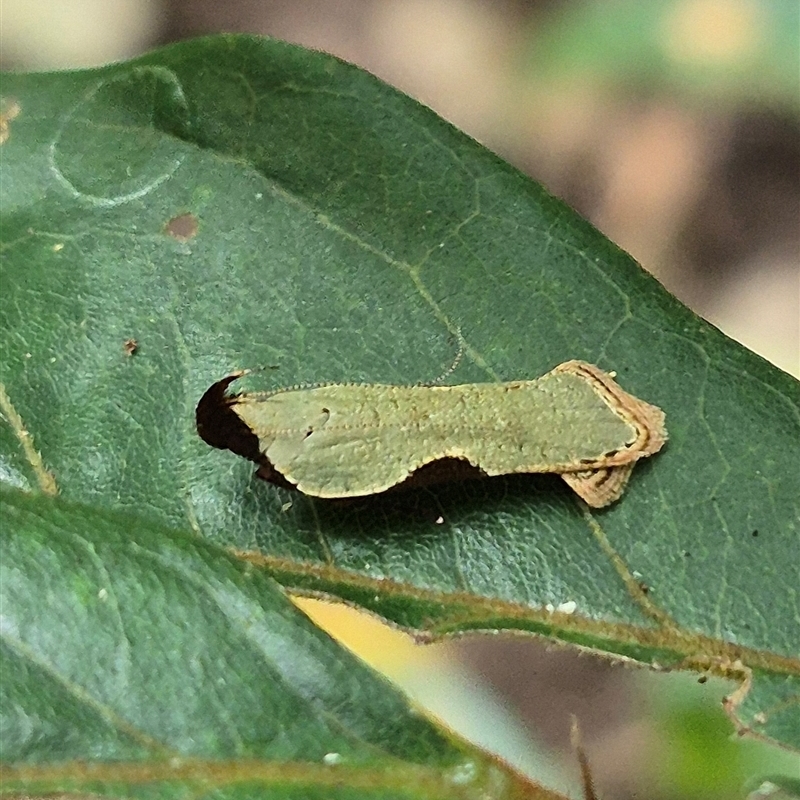 Dichomeris ochreoviridella