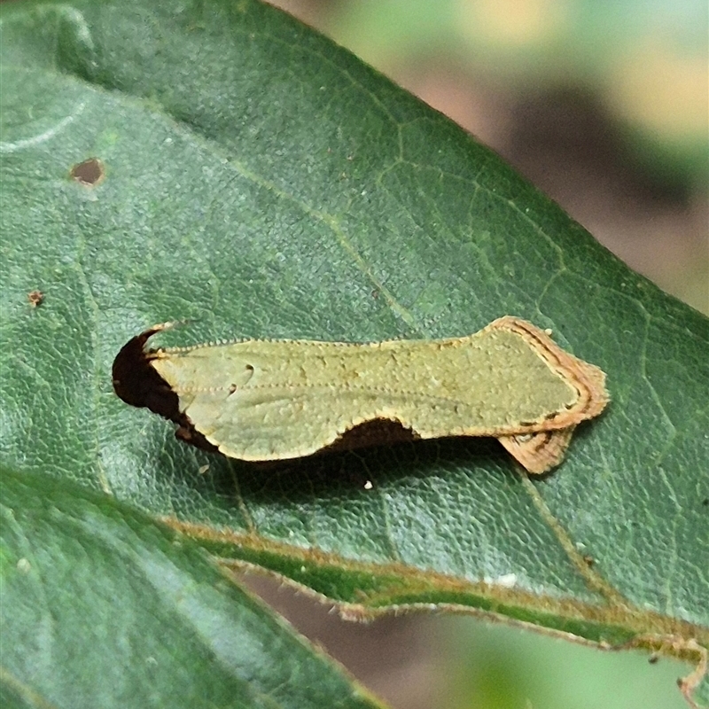 Dichomeris ochreoviridella