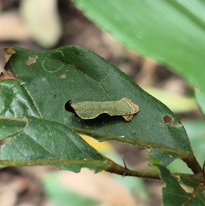 Dichomeris ochreoviridella