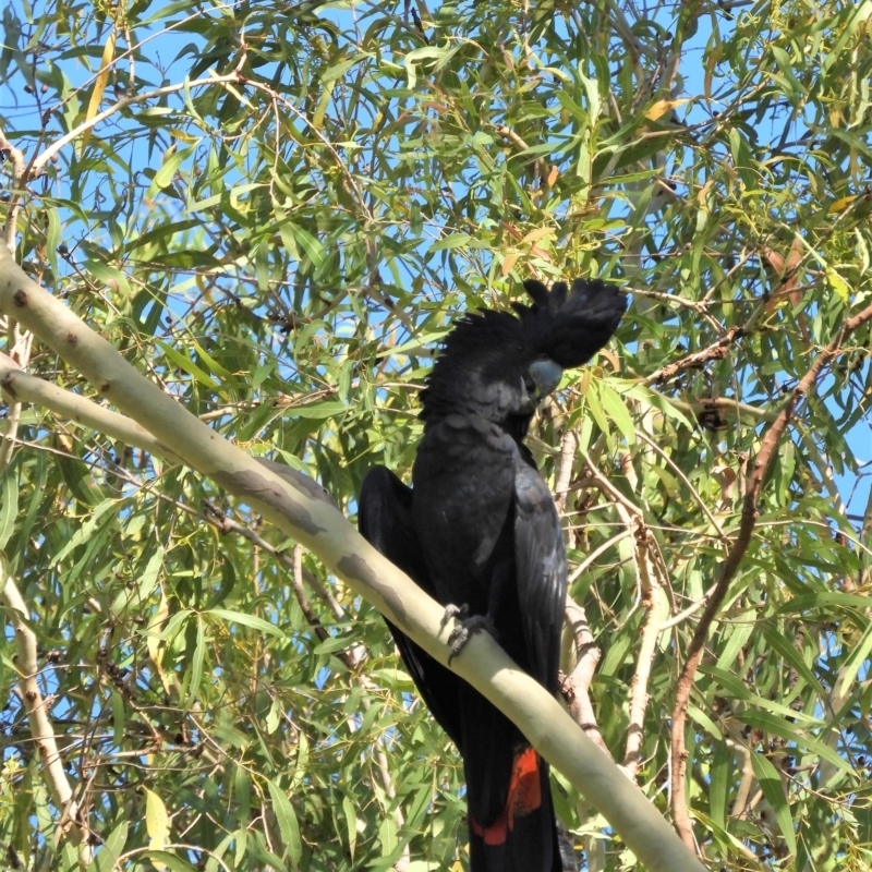 Calyptorhynchus banksii