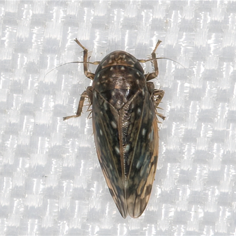 Xestocephalus (genus)