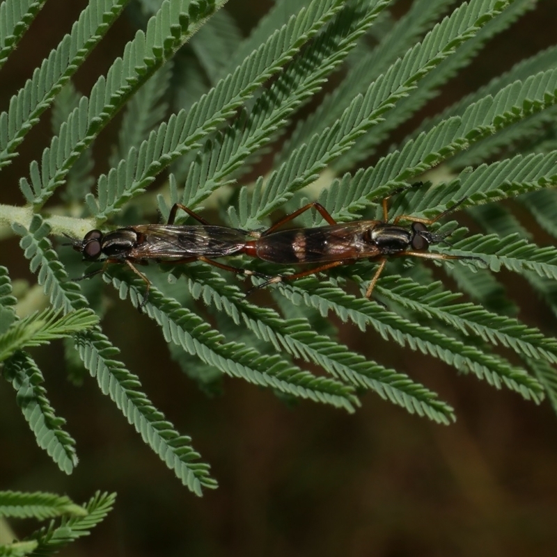 Evansomyia phyciformis