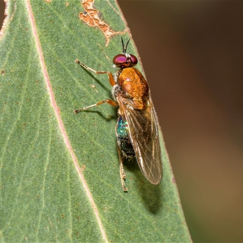 Anacanthella (genus)