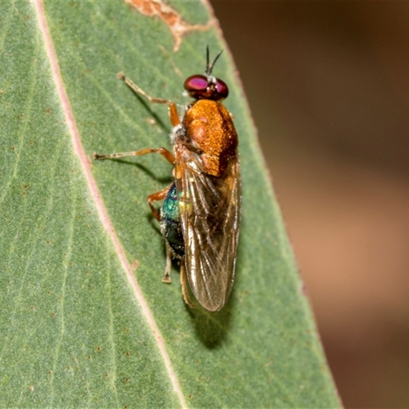 Anacanthella (genus)