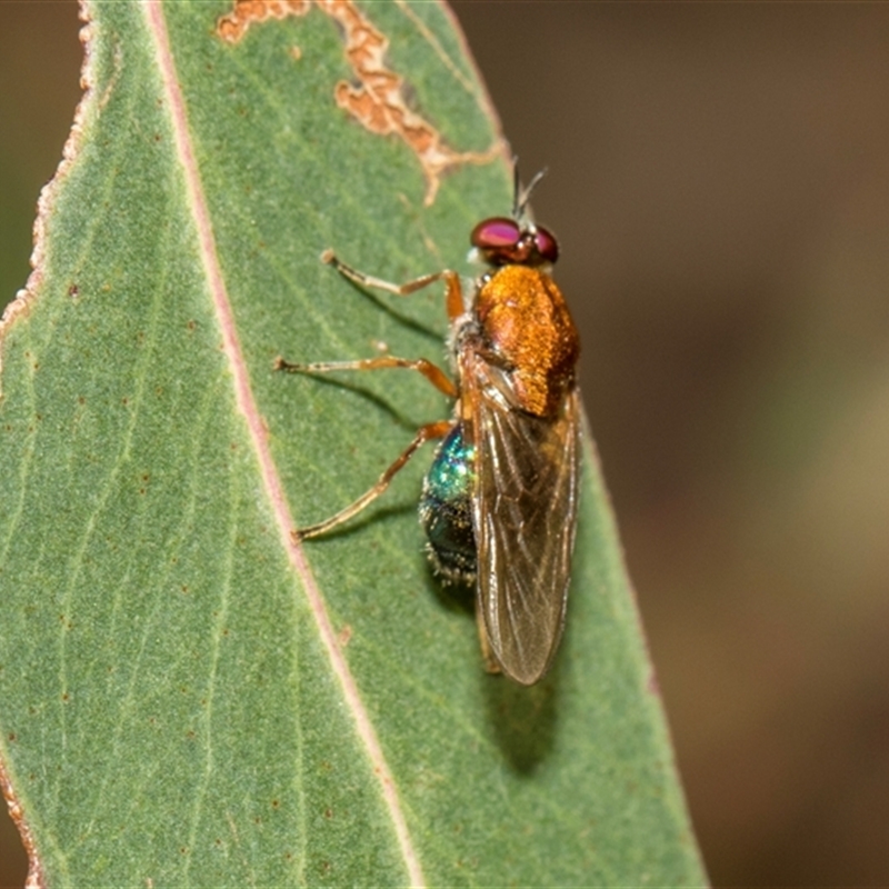 Anacanthella (genus)