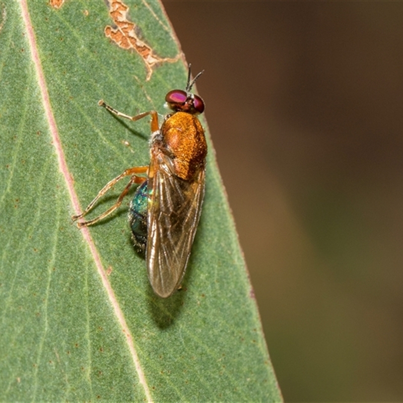 Anacanthella (genus)