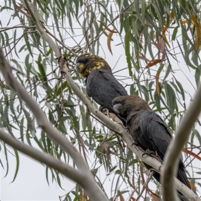 Calyptorhynchus lathami