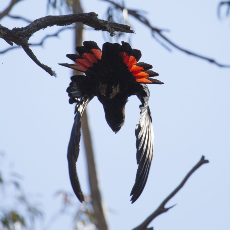 Calyptorhynchus lathami lathami