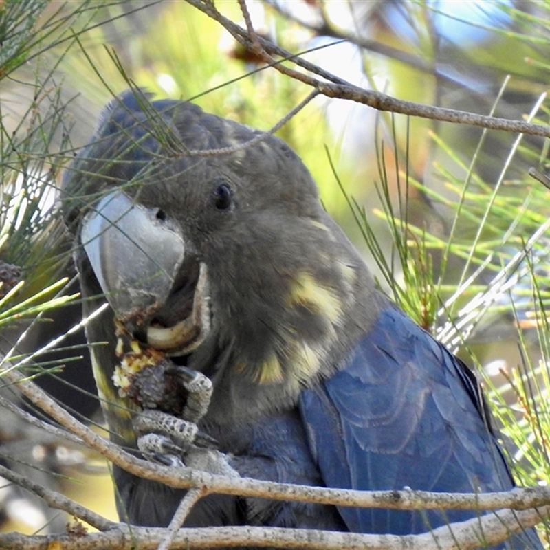 Calyptorhynchus lathami lathami