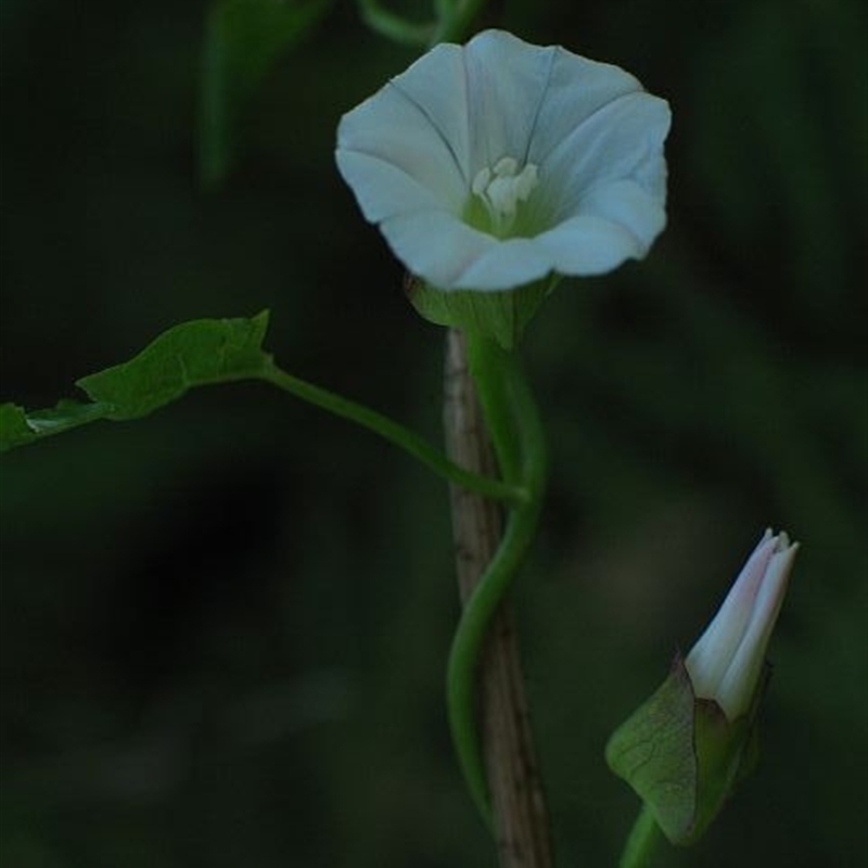 Calystegia marginata