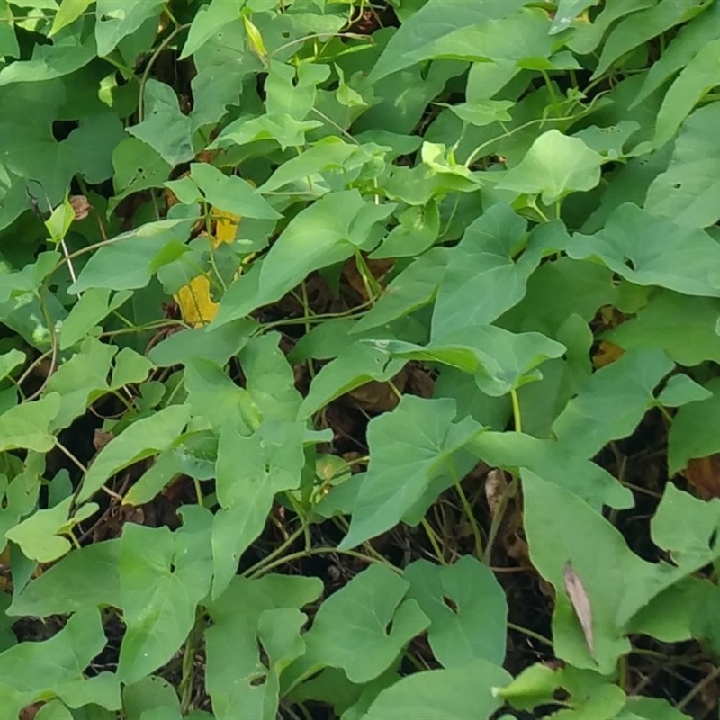 Calystegia silvatica