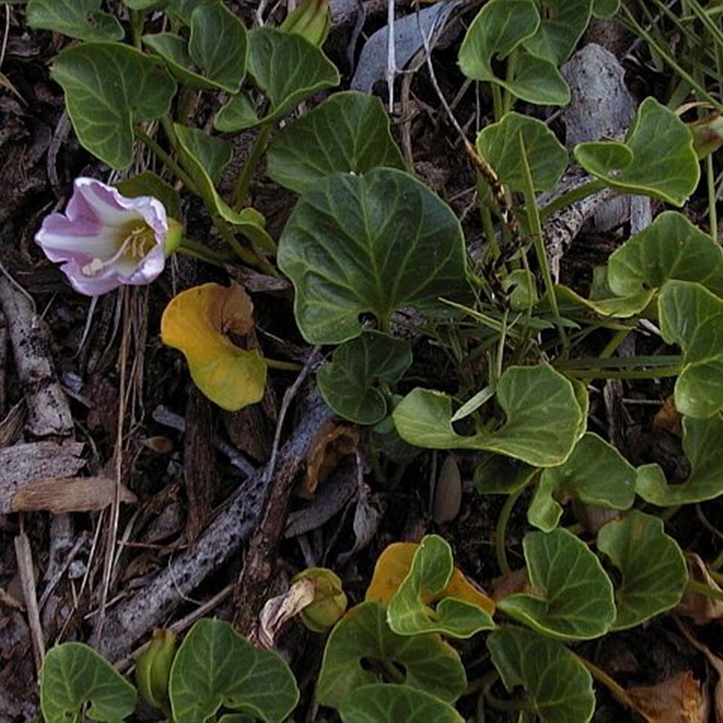 Calystegia soldanella