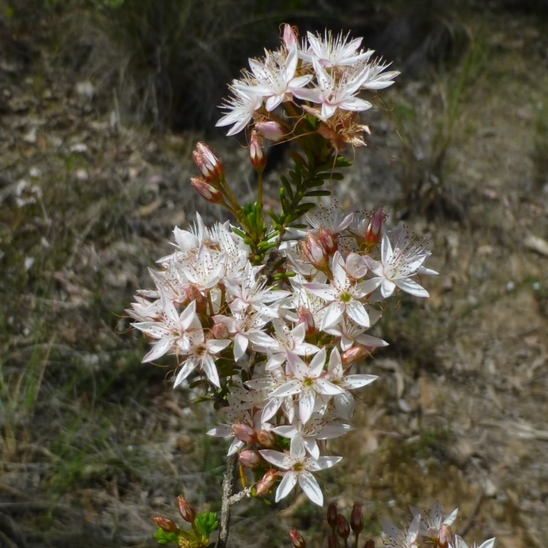 Calytrix tetragona