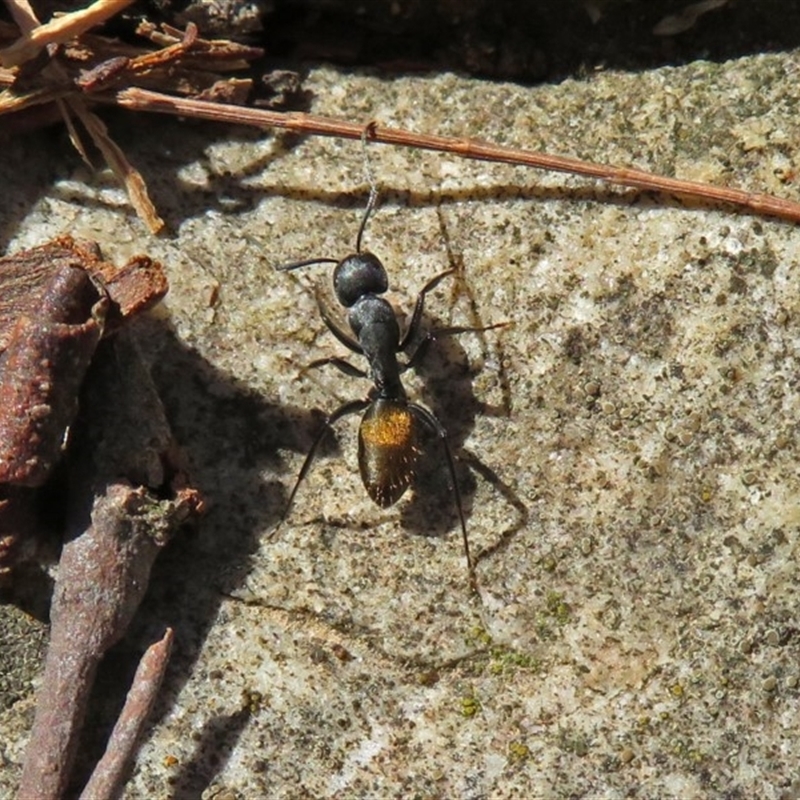 Camponotus aeneopilosus