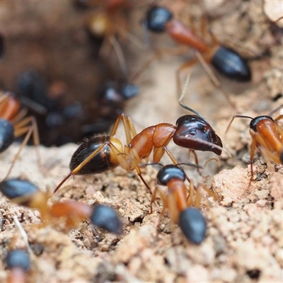 Camponotus consobrinus