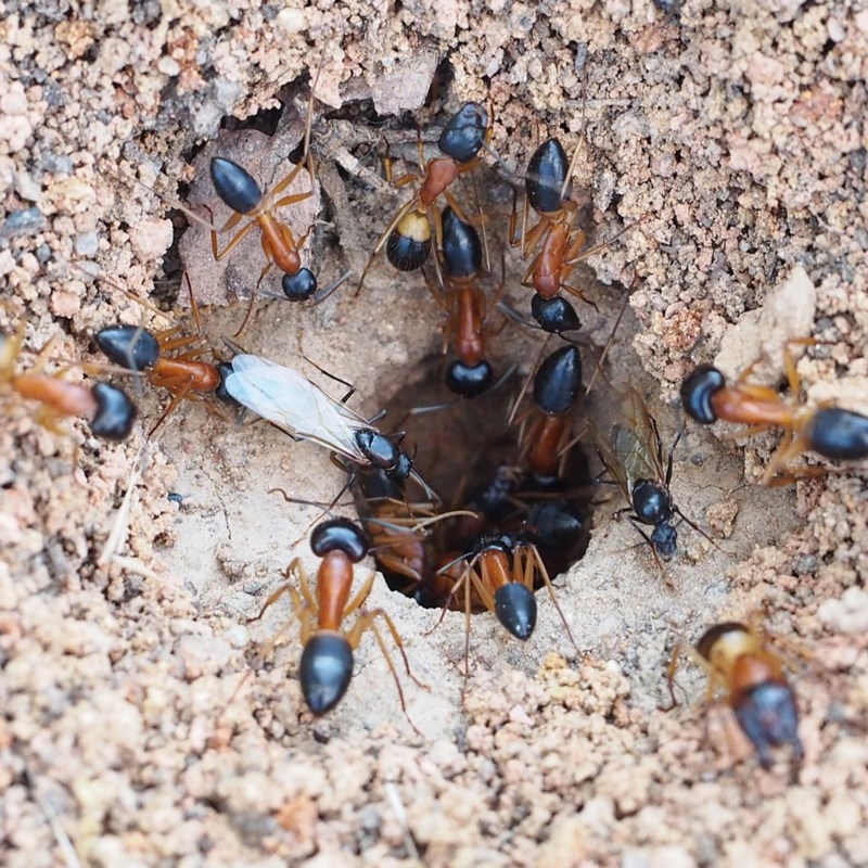 Camponotus consobrinus