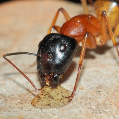 Camponotus consobrinus