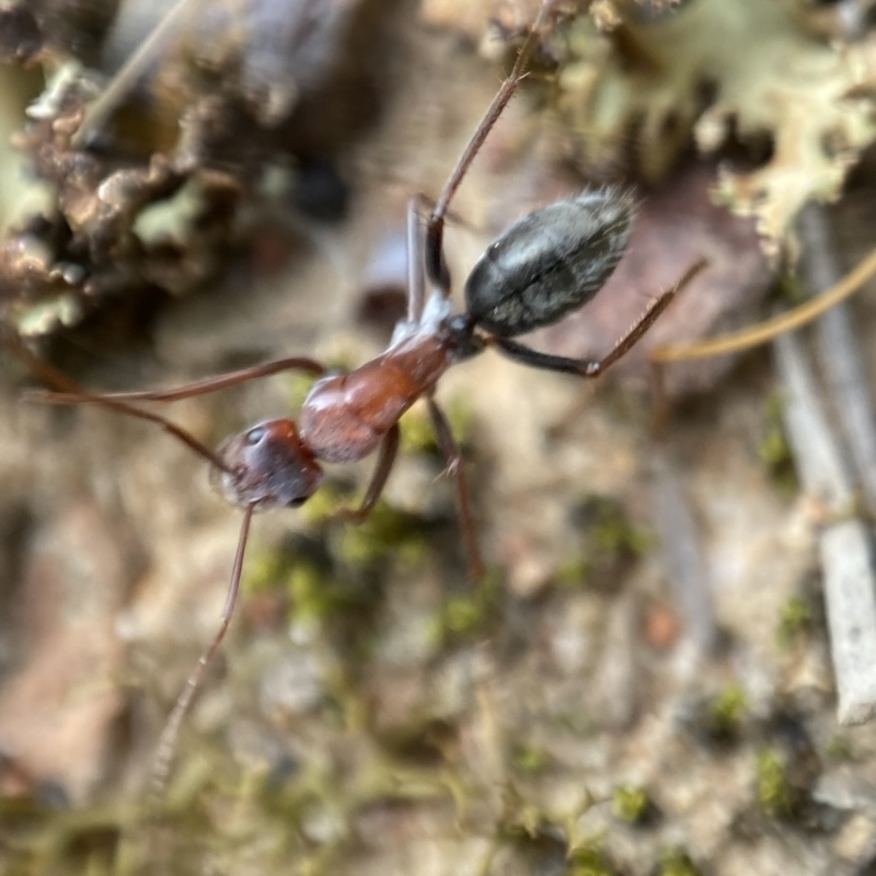 Camponotus ephippium