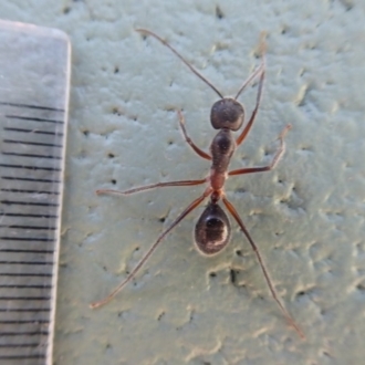 Camponotus intrepidus