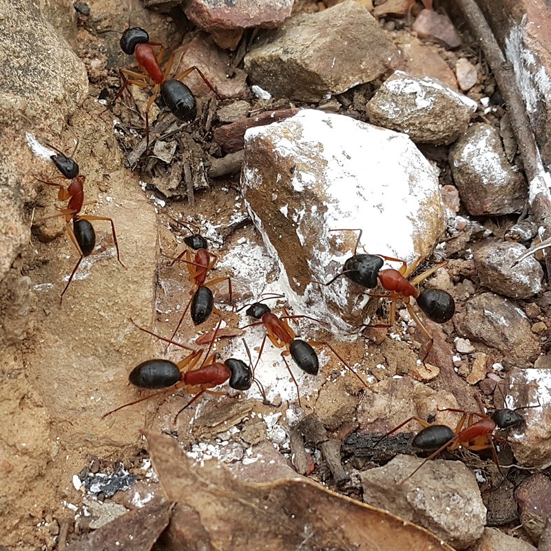 Camponotus nigriceps