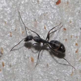 Camponotus nigroaeneus