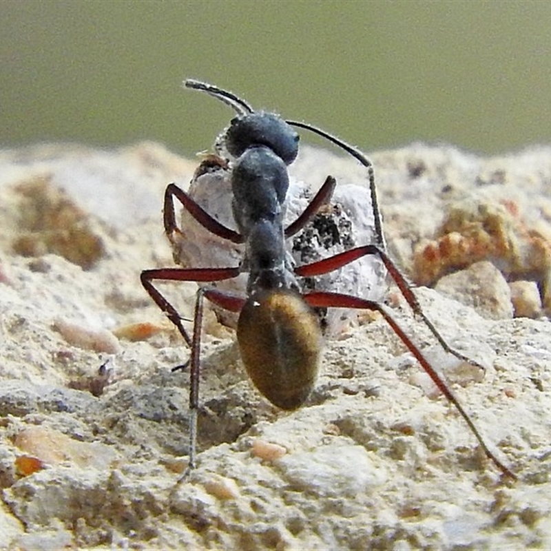 Camponotus suffusus