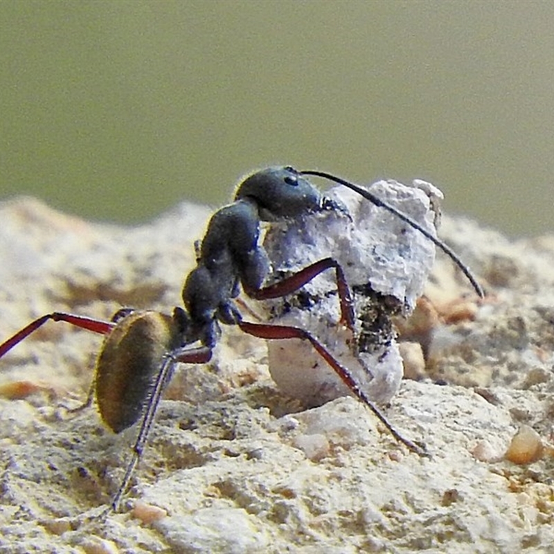 Camponotus suffusus