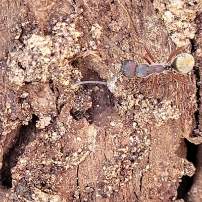 Camponotus suffusus