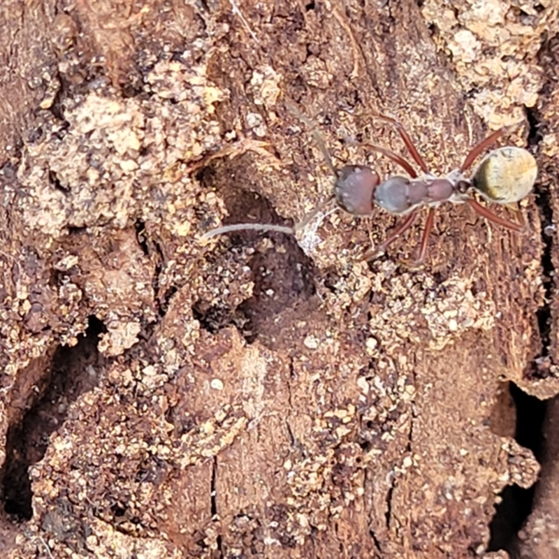 Camponotus suffusus