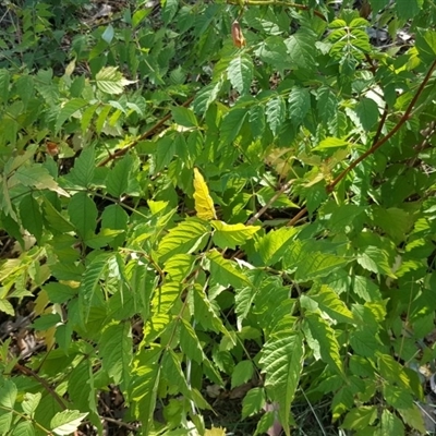 Campsis radicans