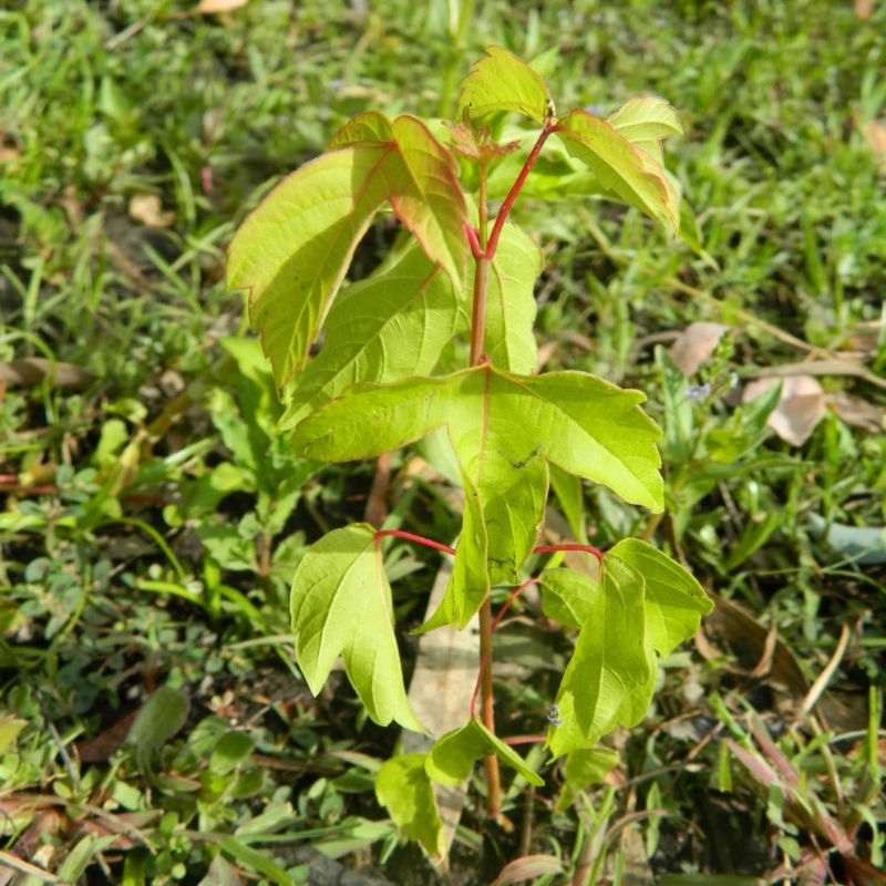 Acer pseudoplatanus