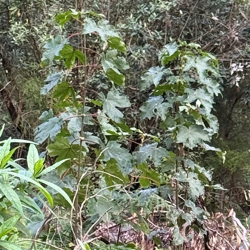 Acer pseudoplatanus