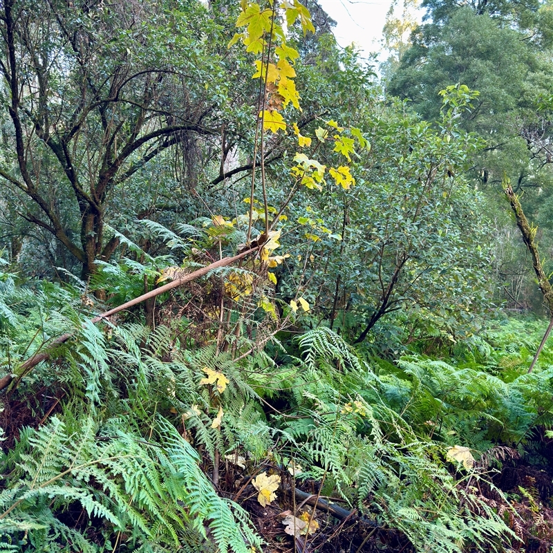 Acer pseudoplatanus