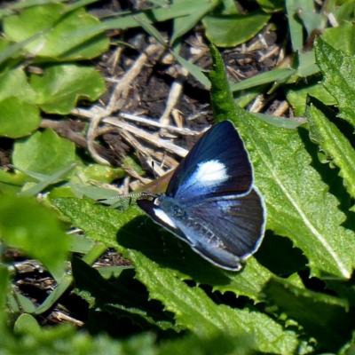 Candalides consimilis subsp. goodingi