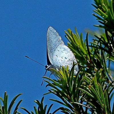 Candalides consimilis subsp. goodingi