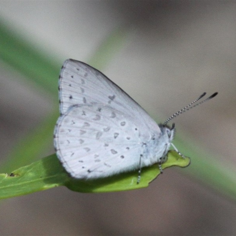 Erina hyacinthina