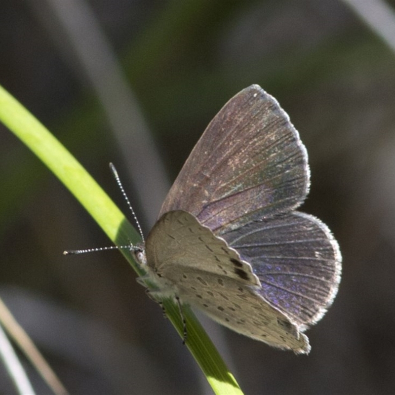 Erina hyacinthina