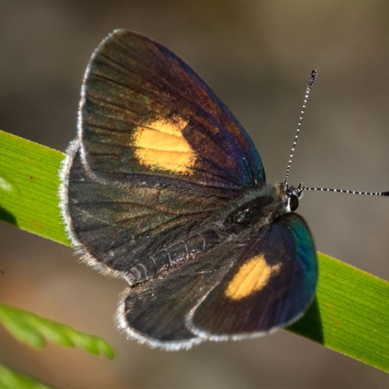 Candalides xanthospilos