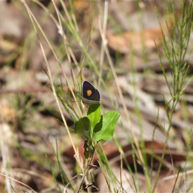 Candalides xanthospilos